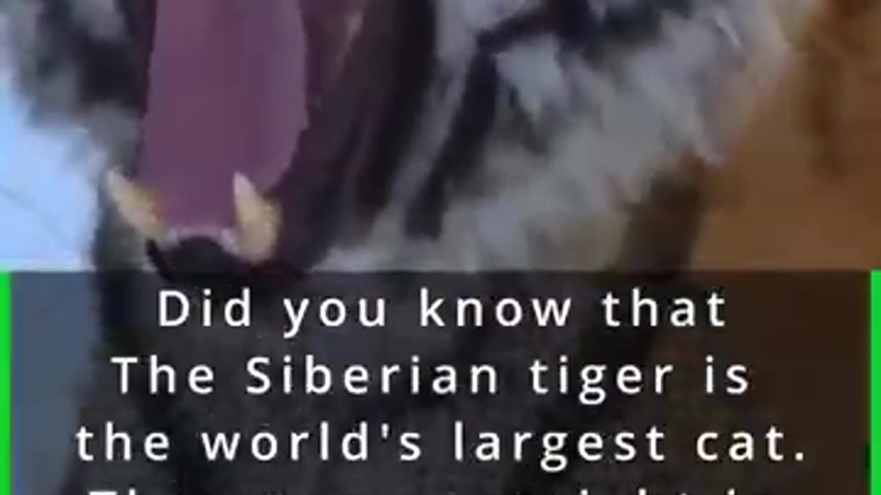 The Siberian Tiger #animals #amazing #shorts #cat