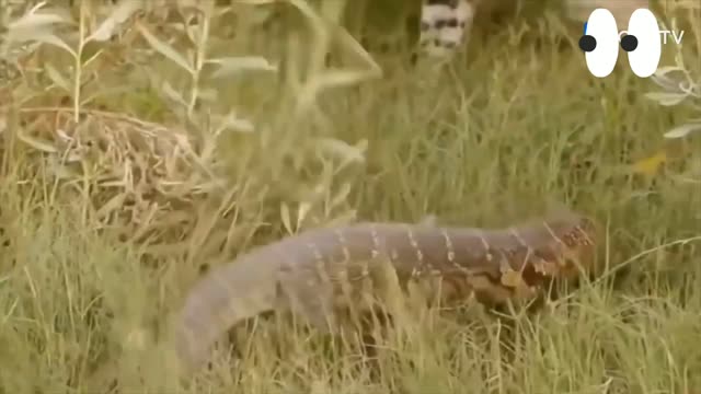 Leopard And Lizard Fighting In The Jungle_ Leopard VS Lizard _ Animal's Video >