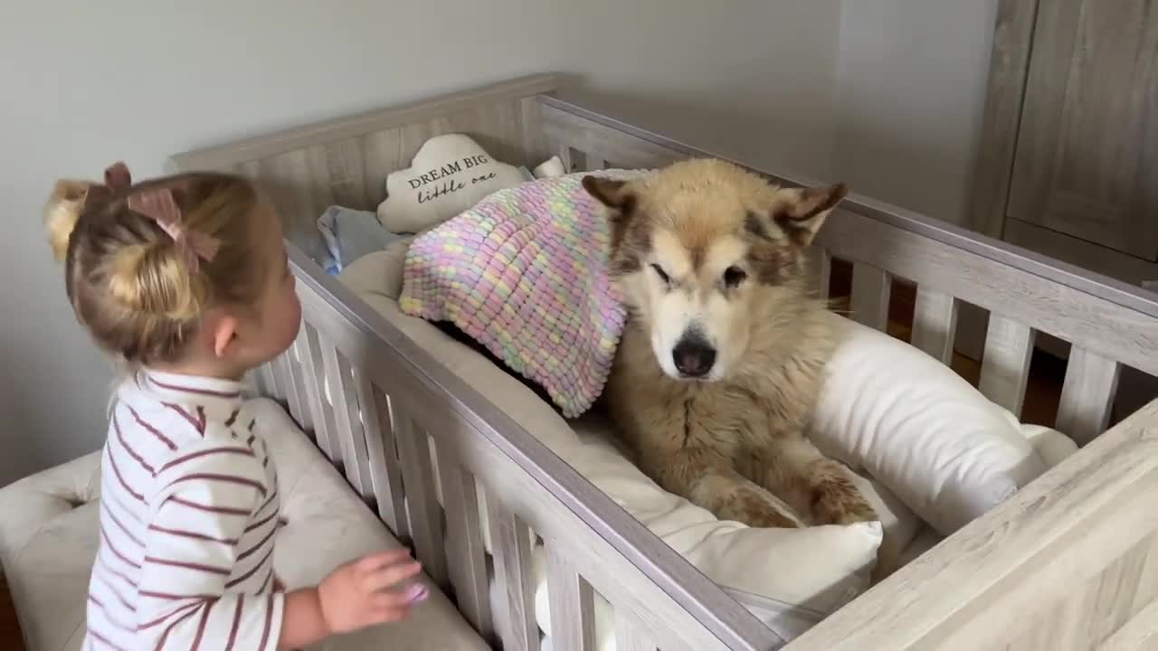 Adorable Baby Girls Puts Her Dog To Bed Even Reads Him A Story!