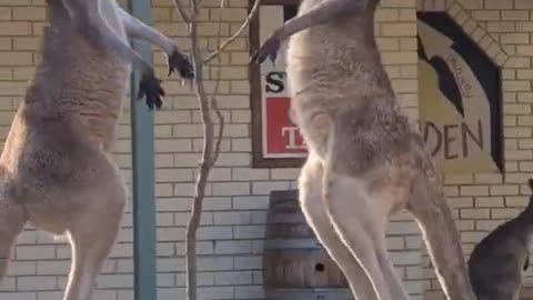 kangaroo fight in the outback