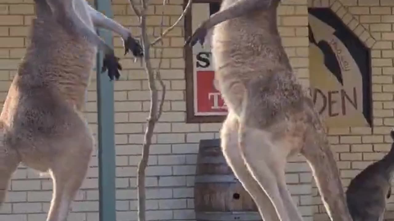 kangaroo fight in the outback