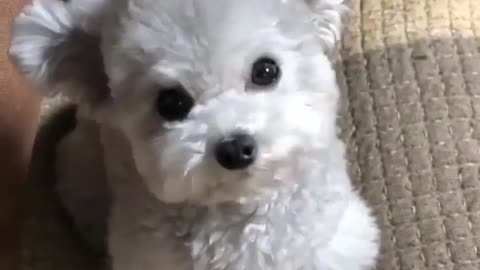 funny & cute dogs