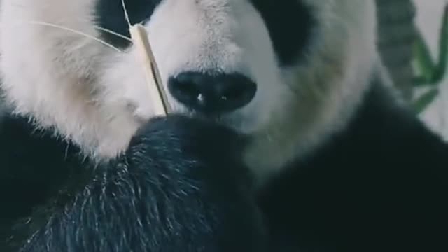 like panda🐼🐼