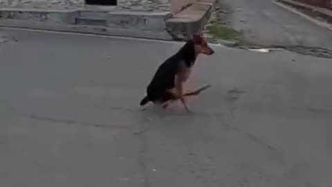 Dog Is A Showoff