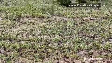Millions of Crickets Invade Nevada