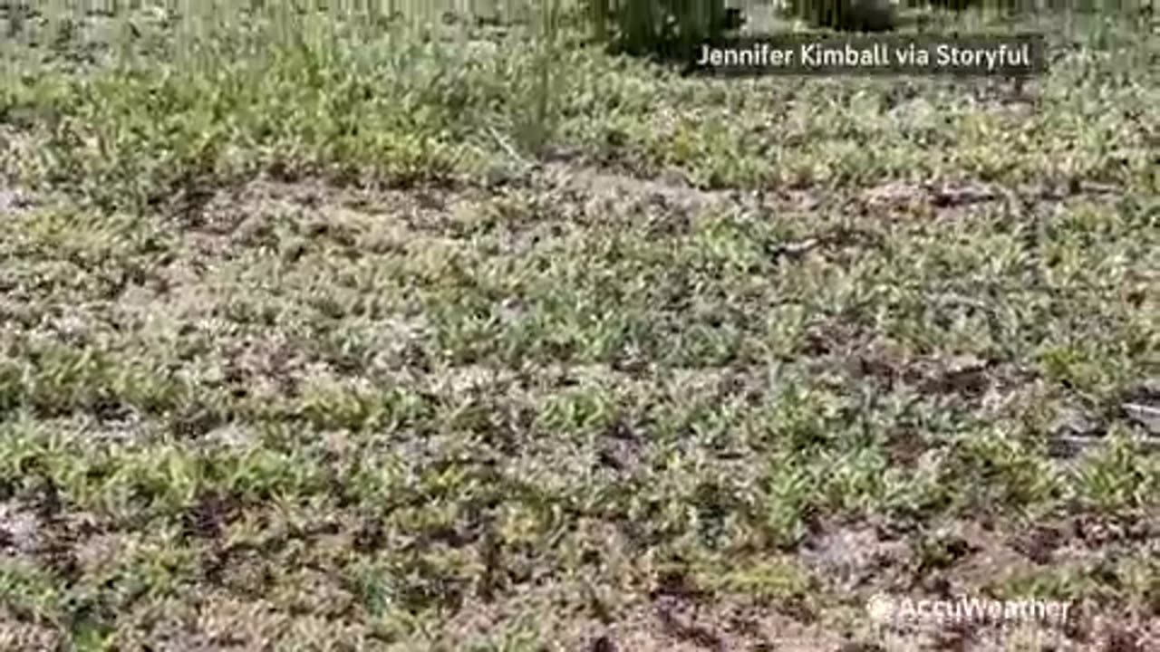 Millions of Crickets Invade Nevada