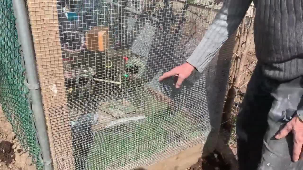 How To Build An OUTDOOR BIRD CAGE FOR LOVEBIRDS & BUDGIES