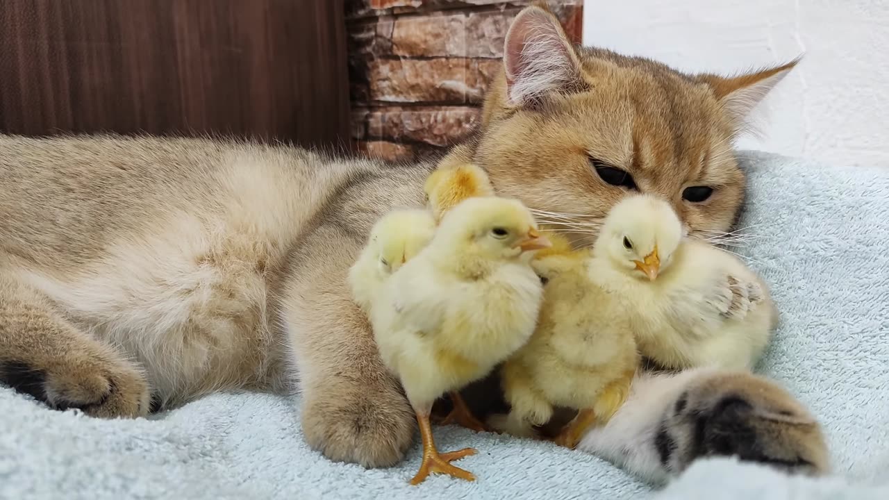 The chicks sleep sweetly on the Scottish cat's lap