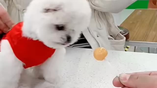 Cute and Funny Dogs Videos Compilation 2021_