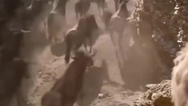 Funny lion king short video