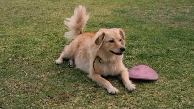 Dog