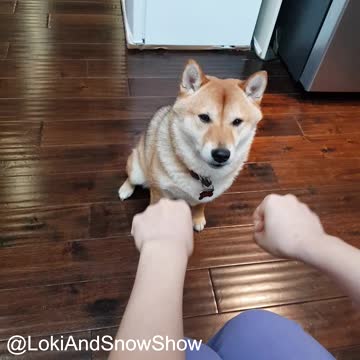 Hungry Pup Tries His Best To Outsmart His Owner