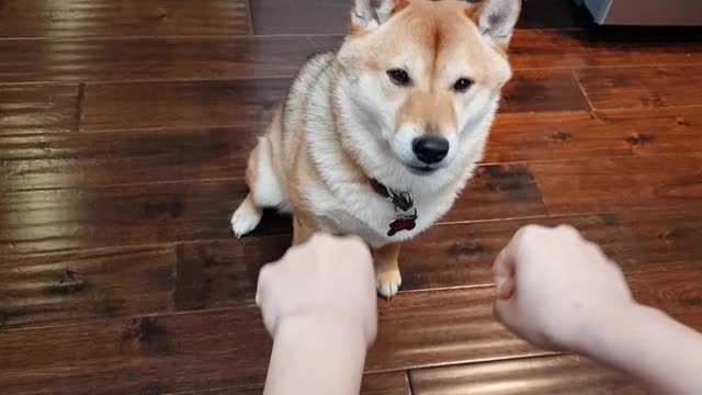 Hungry Pup Tries His Best To Outsmart His Owner