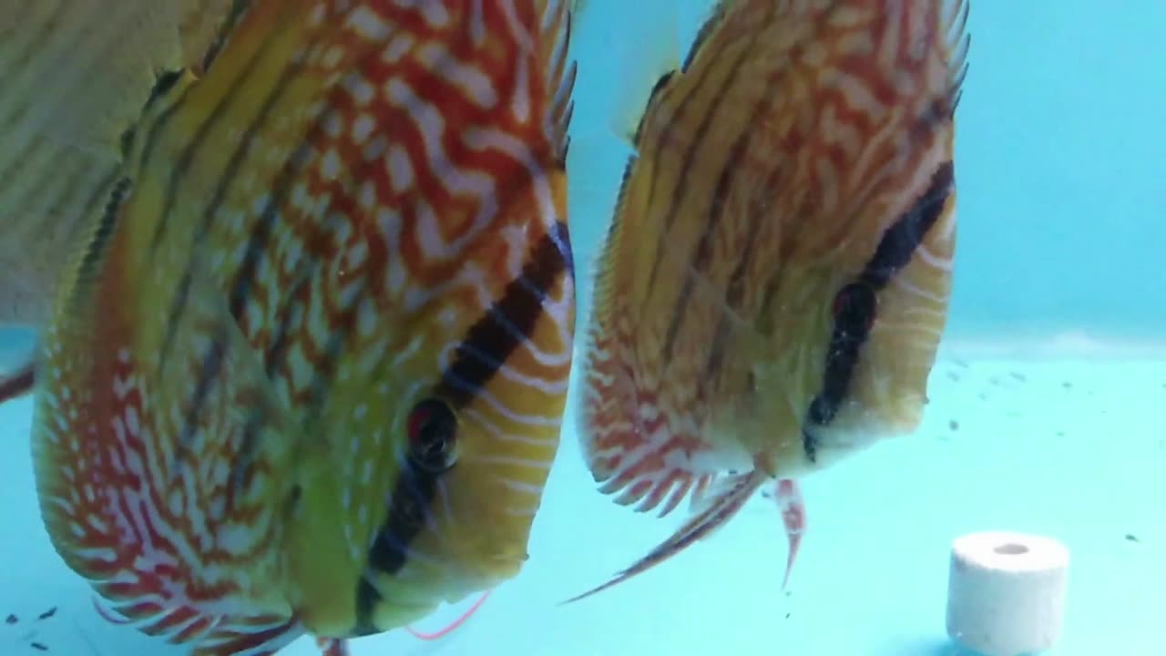 Wild Cross Red Turquoise Discus Fish