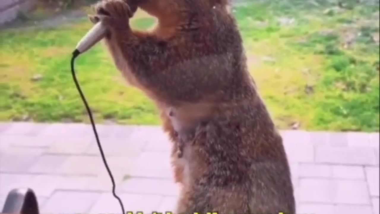 Squirrel sing song.. soup song