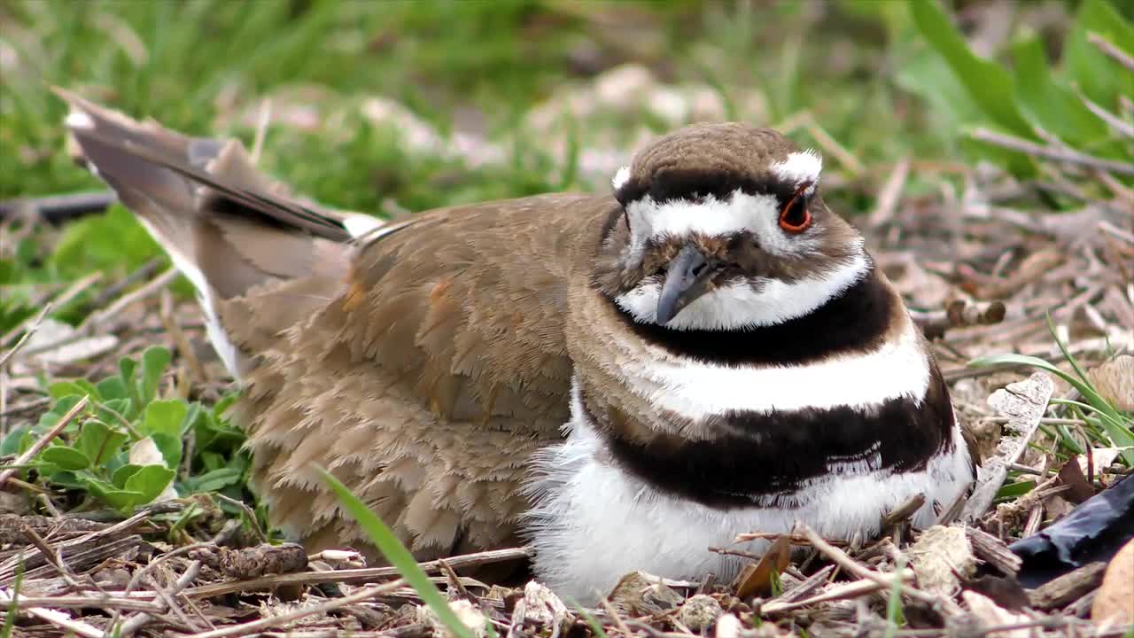 A lodes of the birds