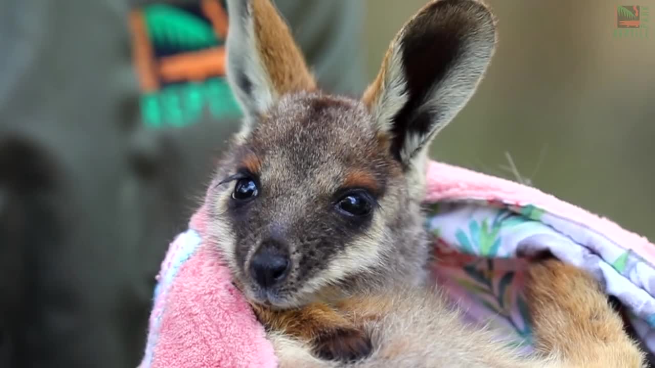 Orphaned Joey Gets Second Chance At Life Australian Reptile Park