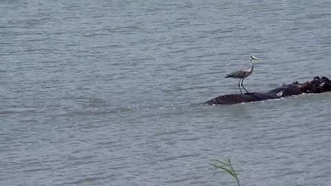 FUNNY WILDLIFE - Heron catches a ride on hippo - South Africa, ski video