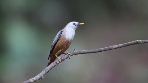 Beautiful bird