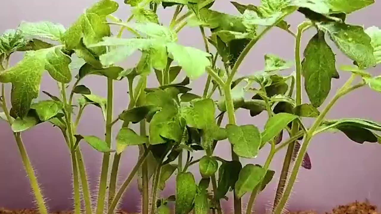 time lapce for roots in justski vghjklzxcvbnmqwerty
