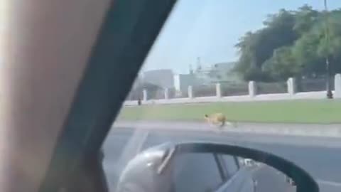 Fastest kitty on the planet
