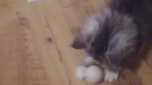 Kitten plays fotball