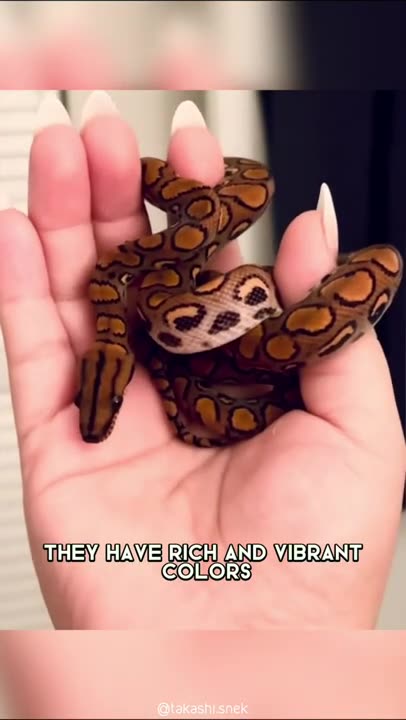 Brazilian Rainbow Boa 🐍 Of The Most Beautiful Snakes In The World #shorts #boa #snake