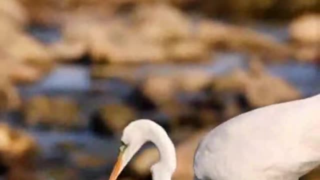 The crane with its long feet and long neck is also a sight in the water