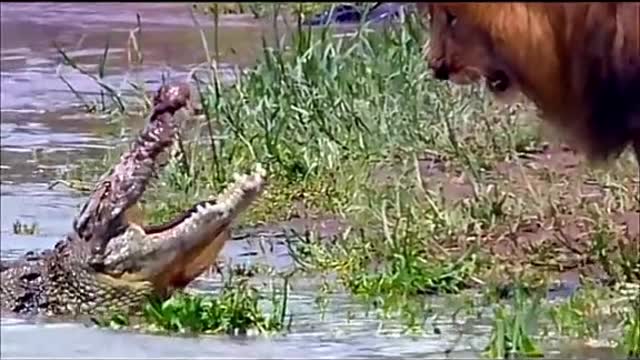 Lion versus crocodile