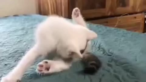 Cute Kittens beautiful cats | video For Cat Lover |