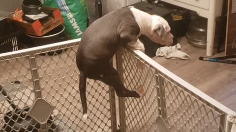 Escaping puppy