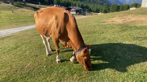 Cow Eating Grass