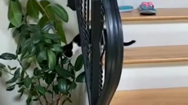 Best Funny Cat Videos Of This Week / 💗 Funny Cat Moments 🐱 Super Laugh Time 😂