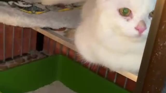 cute kitten