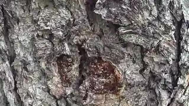 Ameisenbaum