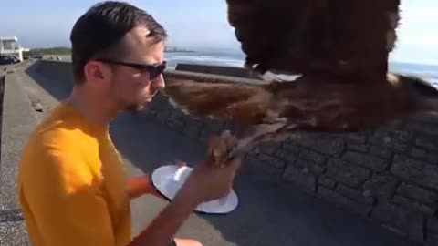 bird steals his breakfast.