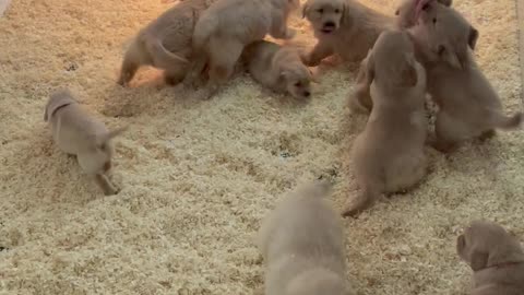 Puppies Scramble for Attention