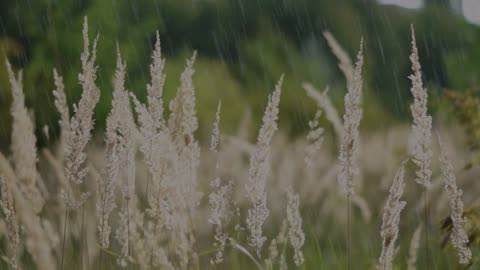 30 Minutes of rain drops sound - Sleep well, sweet dreams!