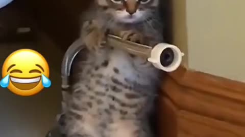 Funny Cat Videos | You Can't Stop Laugh 😂