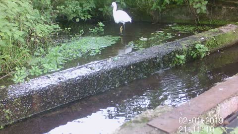 Little egret 2 21st Sept 2022