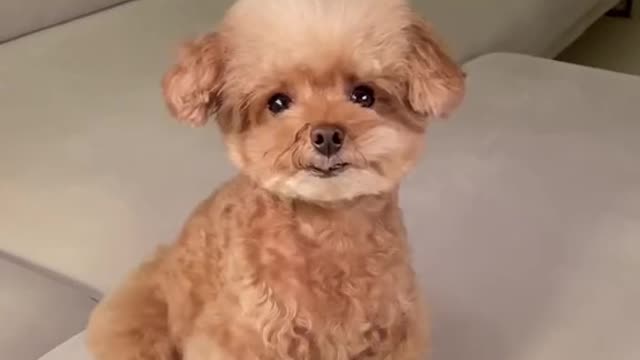 The best video dog funny