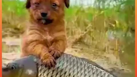 Friendship ❣️ between dog and fish