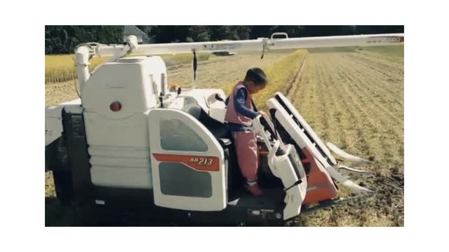 amazing, small children can harvest rice