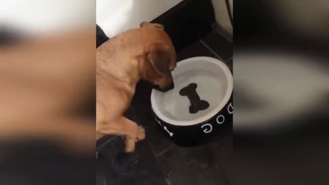 Very funny cats and dogs 😺🐶video.