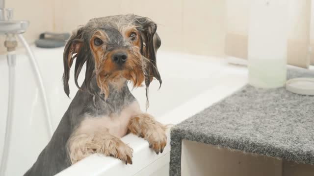 Wet puppy leans on the bath and looks around