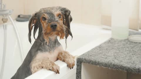 Wet puppy leans on the bath and looks around