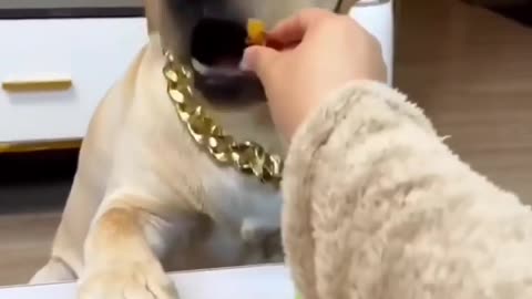 Funy animal dog