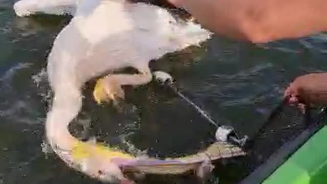 Rescuing a Pelican Caught in a Fishing Net