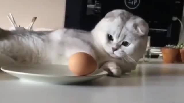 The cat playing with eggs