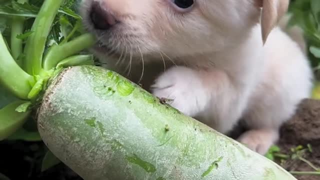 Dogs steal turnips at turnip ground